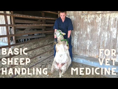 Dr. Sara May, Allergy and Immunology