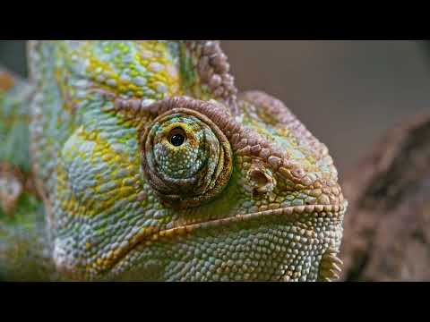 Chameleon Eyes: Nature’s Marvel of Vision