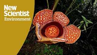 In search of Rafflesia: Saving the world's largest flowers in the Philippines