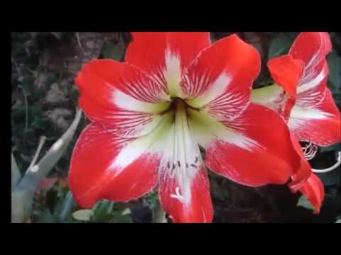 Bianca Iacoban Marturie Ro