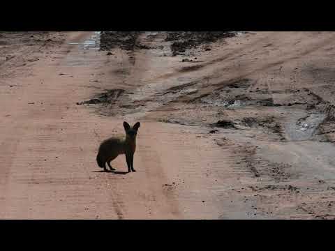 Bat-Eared Fox