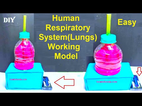 human respiratory system working model 3D for school science project lungs working howtofunda