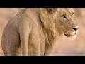 Five Young Lion Brothers Mate With One Lioness