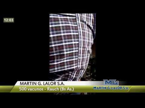 DelSector.com (MARTIN G. LALOR S.A.- 500 vacunos - Rauch (Bs As))