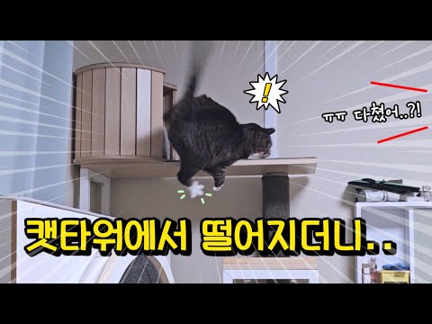 충격이 얼마나 심했으면..?! 갑자기 안 하던 행동을 시작한 고양이