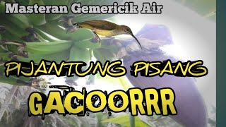 Download lagu BURUNG PIJANTUNG PISANG GACOR DAN JERNIH COCOK UNTUK MASTERAN MAUPUN PANCINGAN mp3 Download lagu BURUNG PIJANTUNG PISANG GACOR DAN JERNIH COCOK UNTUK MASTERAN MAUPUN PANCINGAN mp3