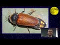 God's Mistakes: Lamprigera Firefly