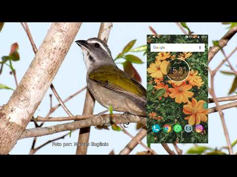 Trinca Ferro Encarte Video