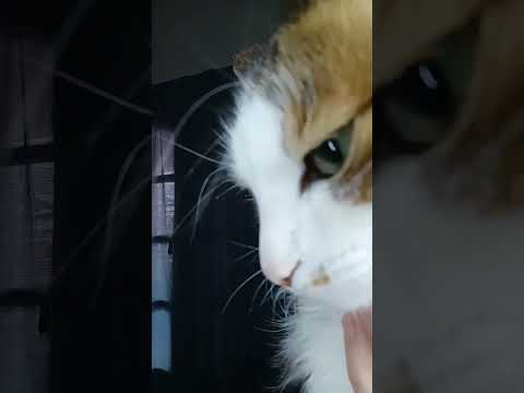 Roberto #gatos #memes