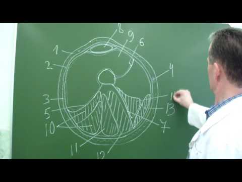 Ультразвук при болях в пояснице Прыщи на спине и грудной клетке причины и лечения