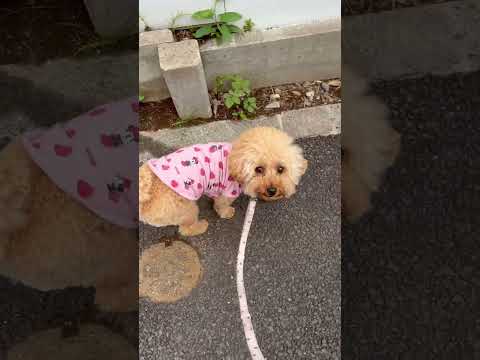 経営学科 トイプードル1歳　 #トイプードル  #おパンツカット #toypoodle
