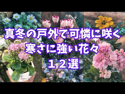 耐寒性の花シクラメン