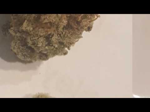 Nug of Kripple shock