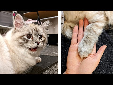 How to get your cat to let you cut its nails |  without being scratched