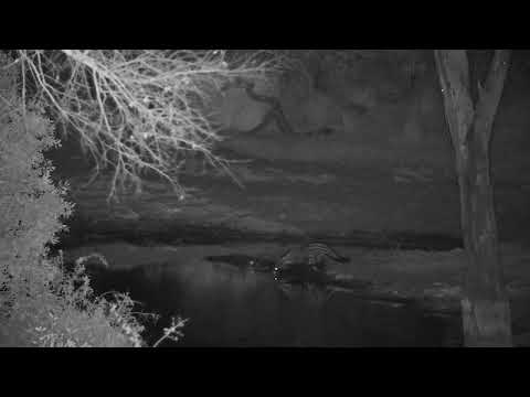 Djuma: African Civet getting drink at the dam shallow end - 18:54 - 08/28/2023