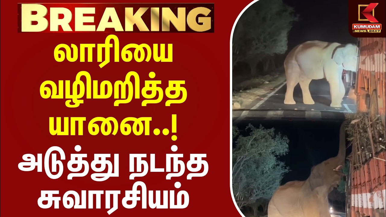 #BREAKING | லாரியை வழிமறித்த யானை..! அடுத்து நடந்த சுவாரசியம் | Elephant | Erode