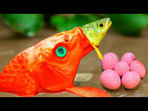 The Big Golden Carp Power Swallows Little Fish, Underground Eels And Eggs ❤️ Stop Motion ASMR - Coco