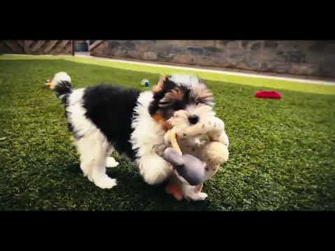 Biewer Terrier Welpe kaufen
