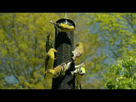 Video Goldfinches 15s WBU Commercial