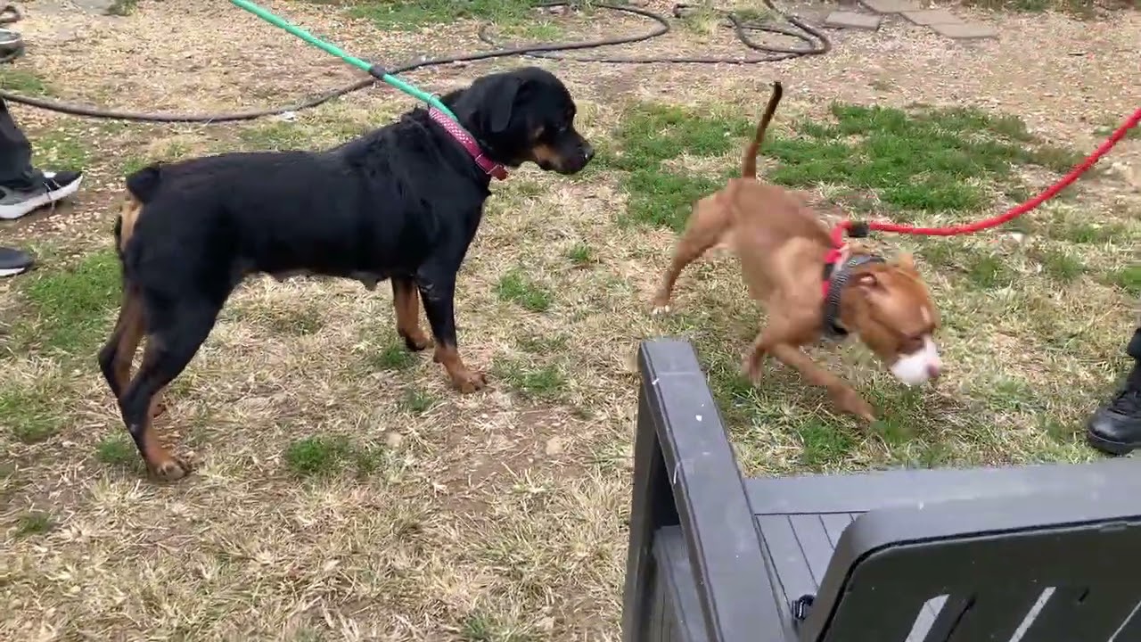 Kaya, a Adoptable Rottweiler in Perkasie, PA video 2/6