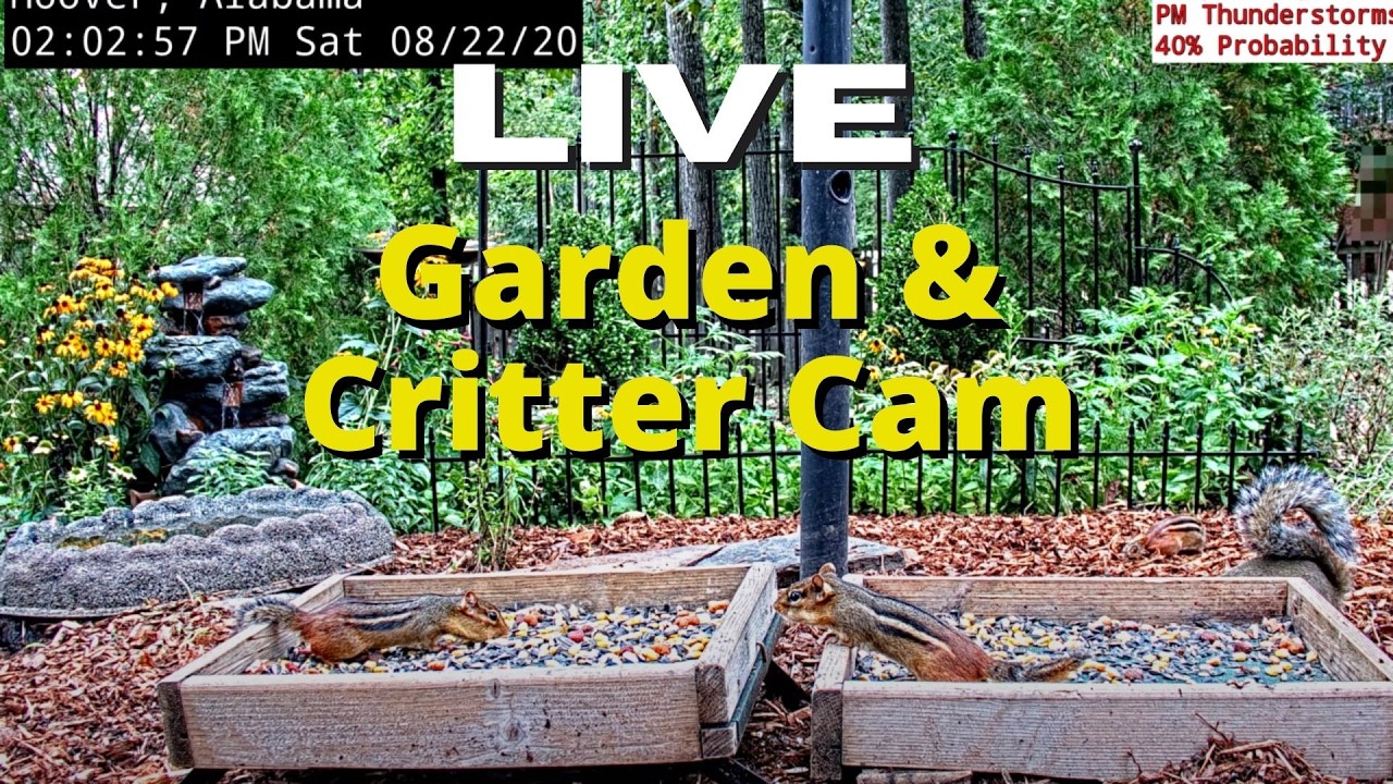 Live webcam view of Birmingham Garden Critter Cam