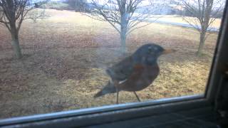 bird pecking on window