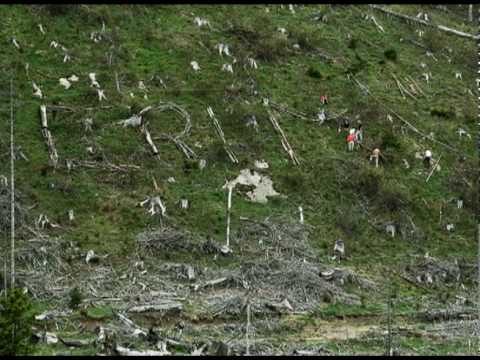 Plantare ilegală? Agent Green în acțiune