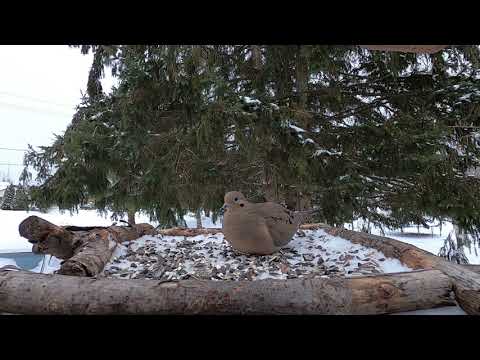 Winter Storm - March 11, 2022