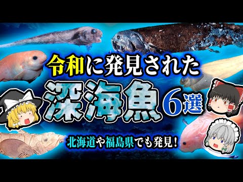 深海で新種の動物を発見:研究者らがピンク色のナマコを発見