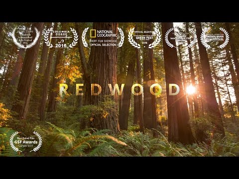 REDWOOD National Park 4K (Visually Stunning 3min Tour)