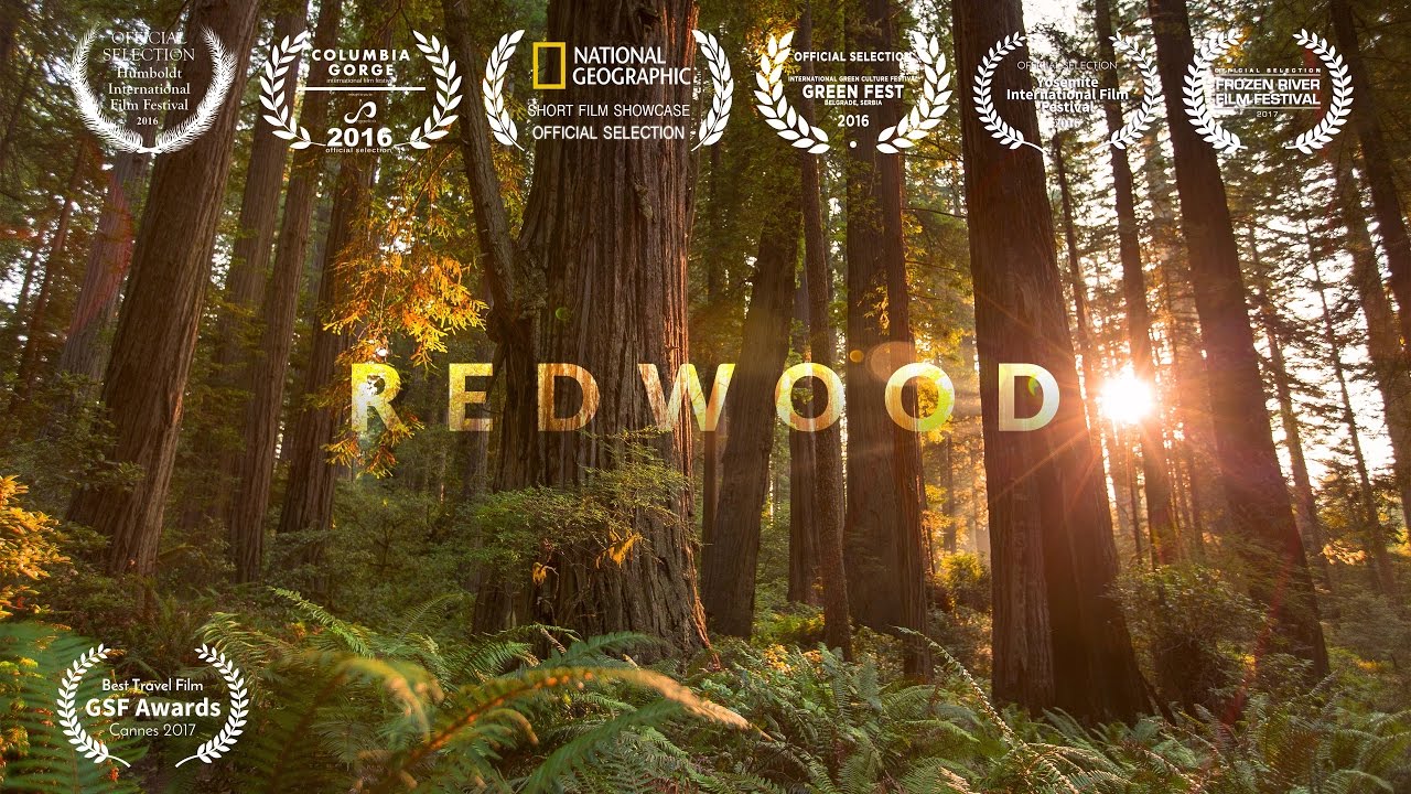 Redwood