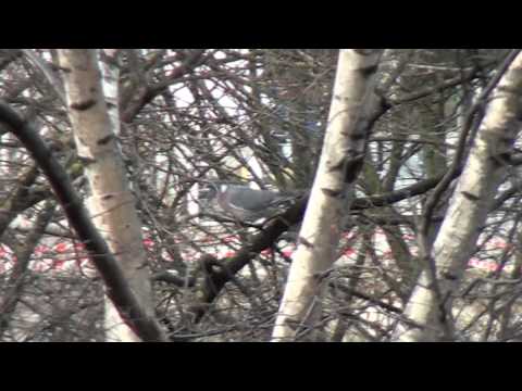 view outside my window ( watch till the end )