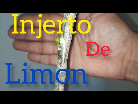 COMO HACER UN INJERTO DE LIMÓN 🍋 #limon #injerto
