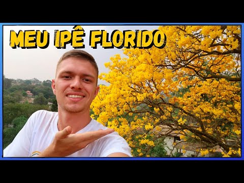 Conheça e saiba COMO PLANTAR mudas de Ipê Amarelo | Roxo | Rosa e Branco