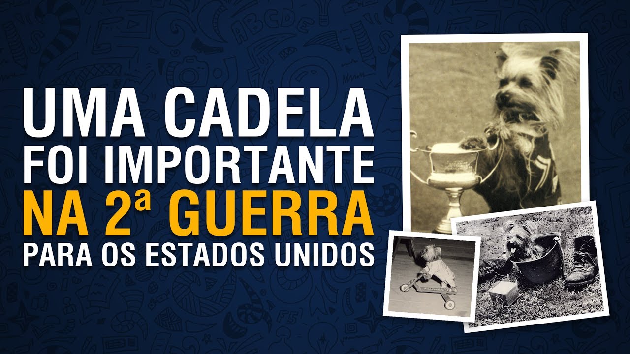 SEGUNDA GUERRA MUNDIAL: Cadela é adotada por tropa americana e vira heroína