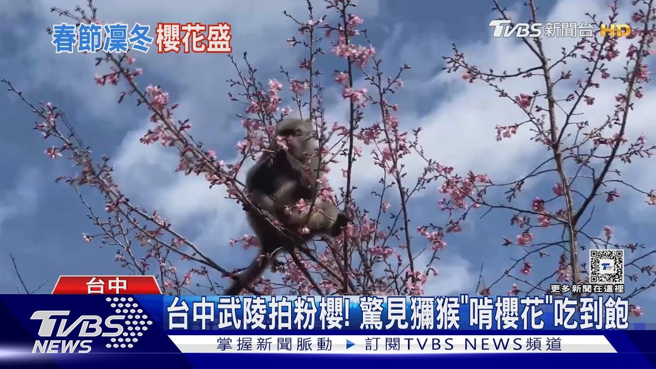 台中武陵拍粉櫻! 驚見獼猴「啃櫻花」吃到飽