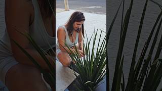 A planta tá crescendo muito #plantas #sol #flor #mulher