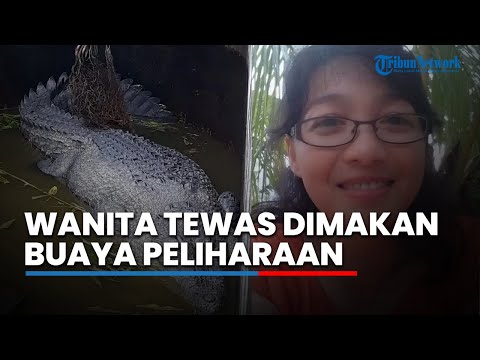 Wanita Tewas Dimakan Buaya Peliharaan Bosnya saat Beri Makan di Kandang, Tubuh Korban Tercabik-cabik