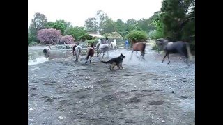Лошади на пробежке - поход по Ликийской тропе