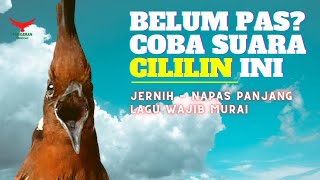 Download lagu Belum PAS? COBA SUARA CILILIN INI ‼️ (Masteran CILILIN dan Pancingan Murai) mp3