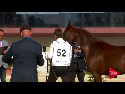 N.52 MOLSA - 2017 SPANISH NATIONALS - 7 Years Old and Older Mares (Class 9)