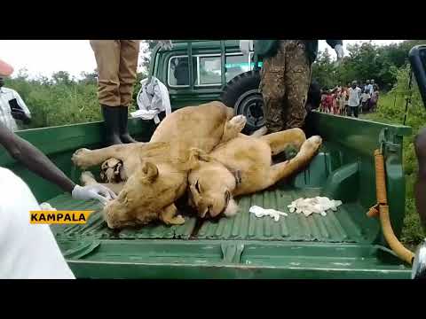 Fine of 20 billion or life sentence for one if found capable for killing endangered species.