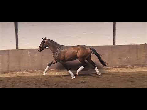"Downton" von D'Egalité x Diamond Hit (*2019 Wallach)