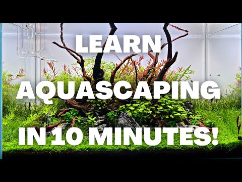 , title : 'Complete Aquascaping Beginners Guide - Learn ALL The Basics!'