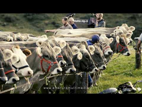 Alpabzug Wassen 2019