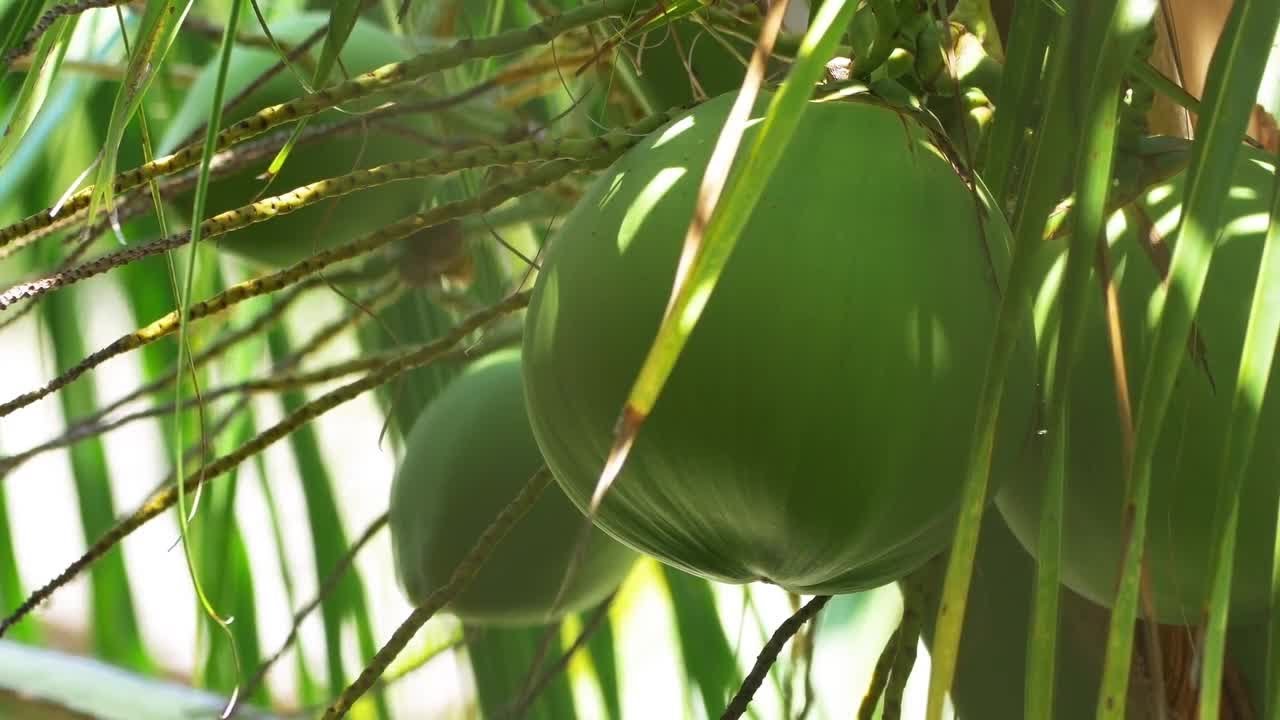 Coconuts In Palm Tree Stock Video