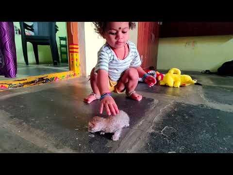 New Born baby cat #catslover #catlover #catshorts #catvideos