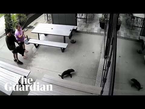 Baby seal waddles into a New Zealand bar - YouTube