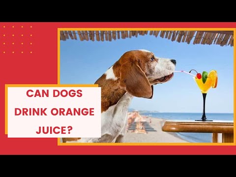 YouTube video about: Can dog drink orange juice?