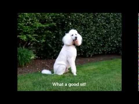 Jazz - ADOPTED!, an adopted Standard Poodle in Redmond, WA_image-1